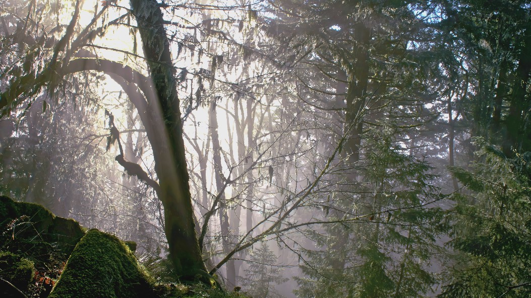 Short time-lapse of fog shifting heights on frost…