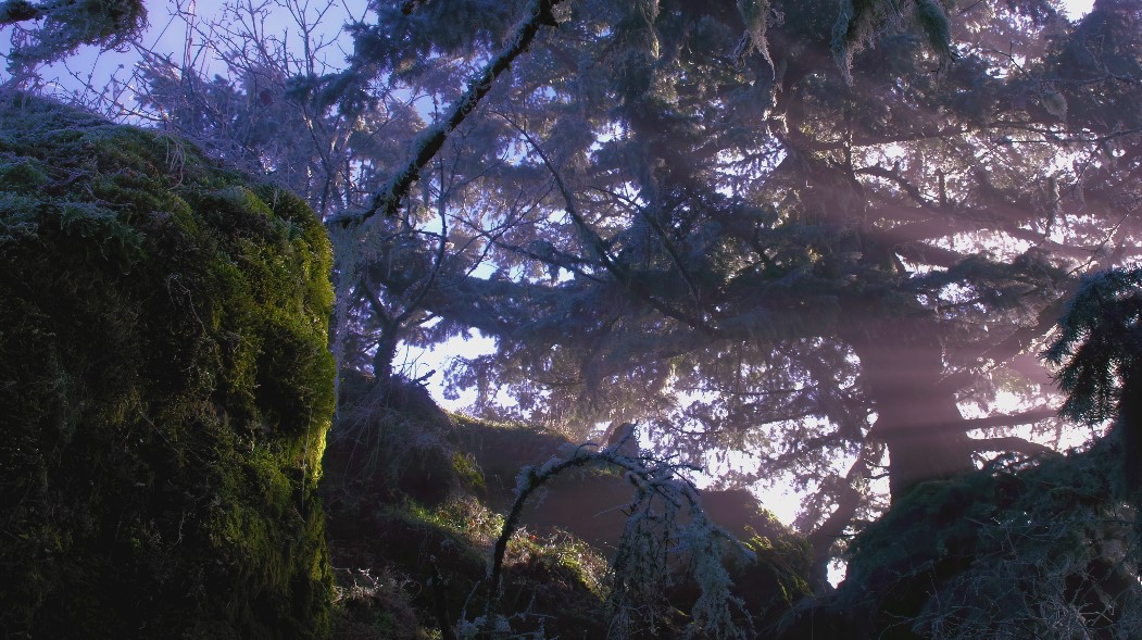 Mossy stone in winter as icy branches are shade making the fog have ray appearance