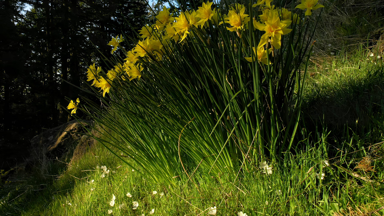 Yellowflag Iris in the shifting woods on a hillside