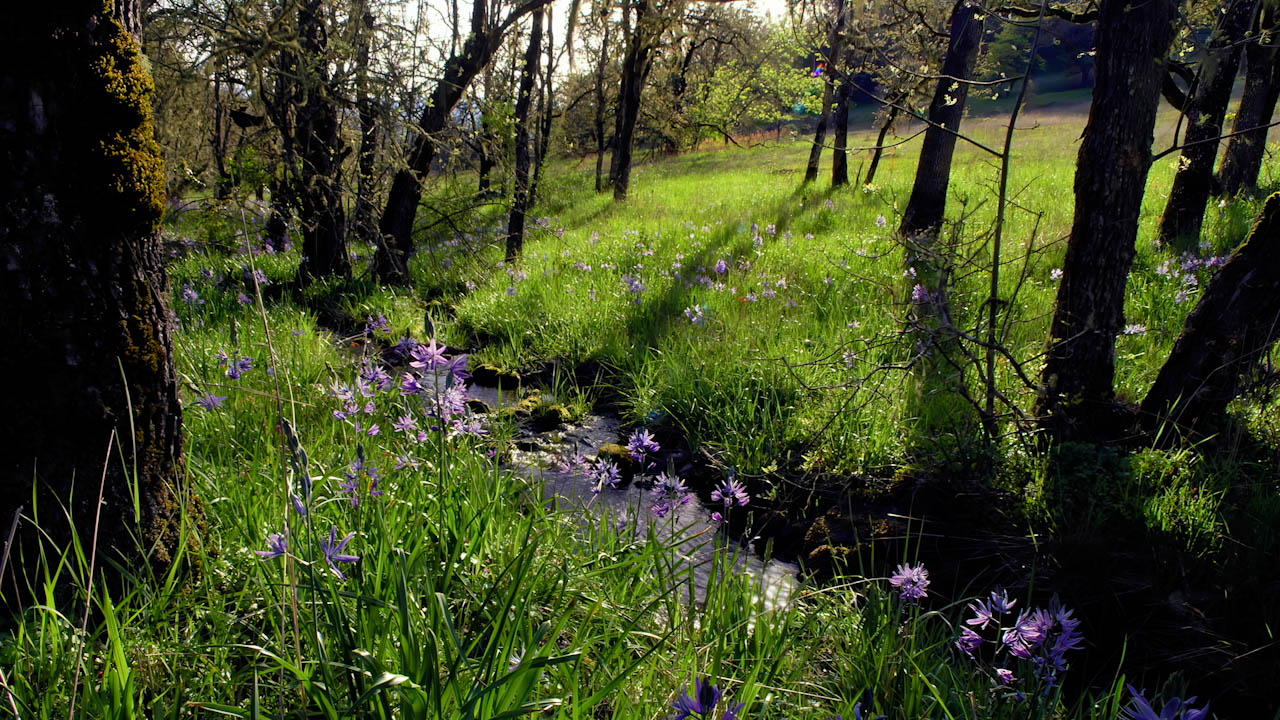 Panning left on a creek with lush plants, flowers time-lapse
