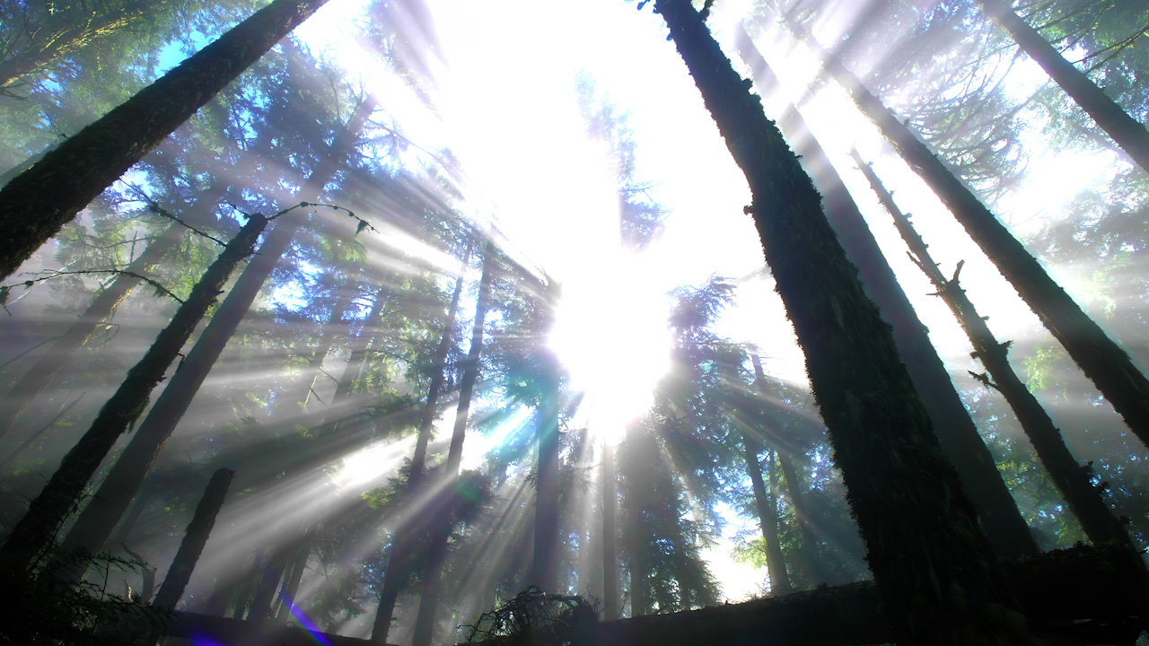 Vivid light rays on fog shine head on in the forest above