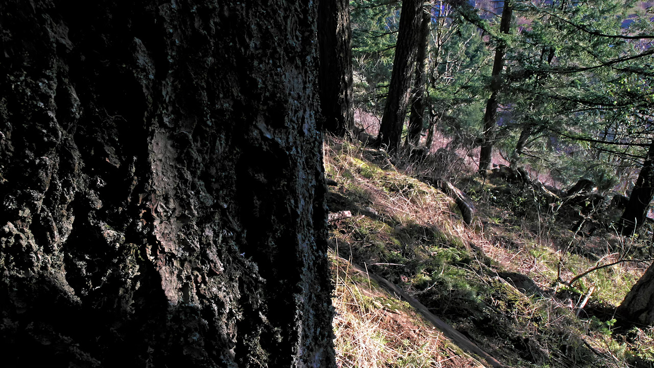 Panning past a tree trunk to a forest hillside in the afternoon