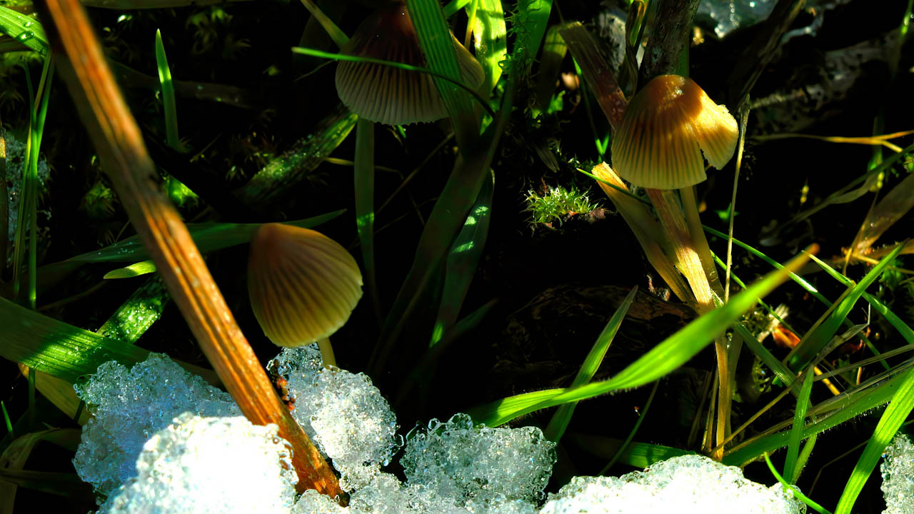 Snow melting on small mushrooms hiding under shadows