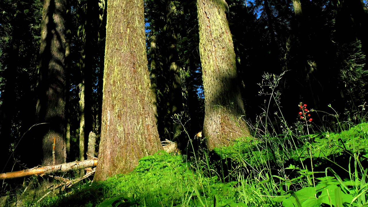 Shadows move smoothly over forest floor and trees with Spanish moss