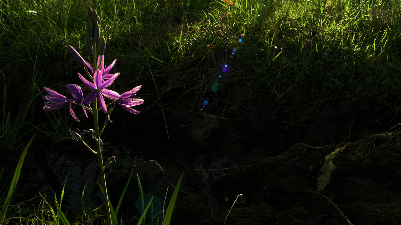 Purple camas in the woods by a creek amongst the shadows