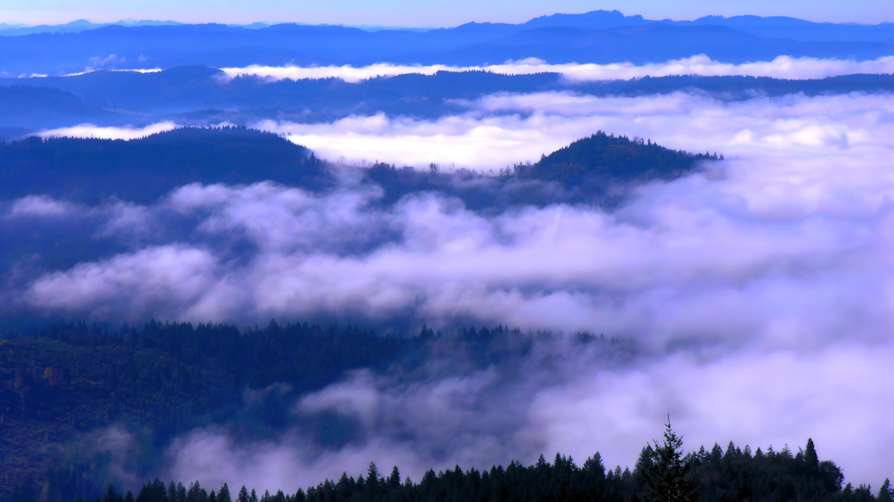 Tide-like late dawn fog with trees separating blankets on hillsides