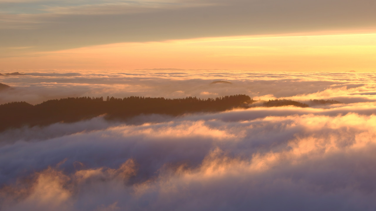 Brightly flowing eye-level fog layer just beyond some trees, rolling dramatically