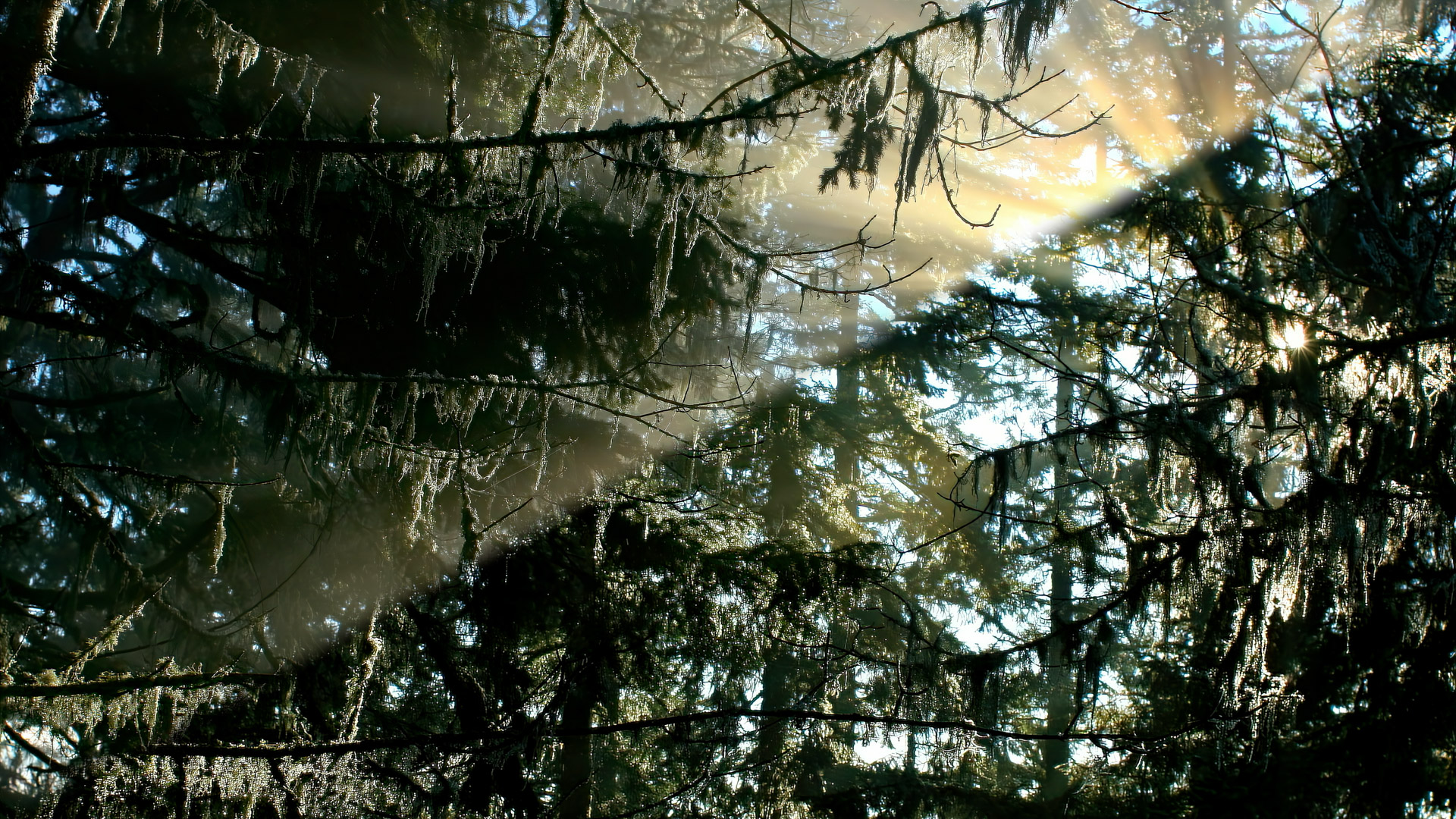 Winter light rays on fog shining through frosty…