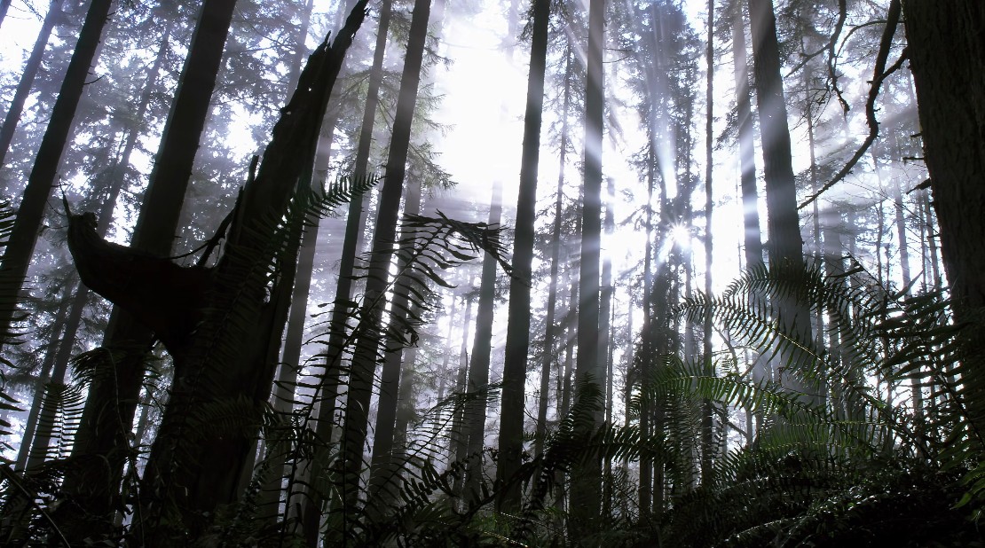 Looking up among ferns and a broken tree; light rays